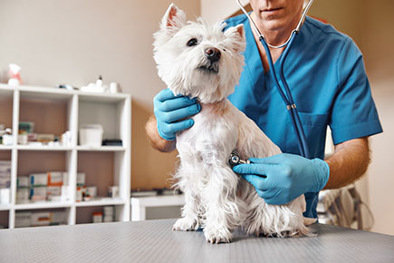 Protect your Animal Care Facility: Clean, Disinfect, and Smell Good with Our Products